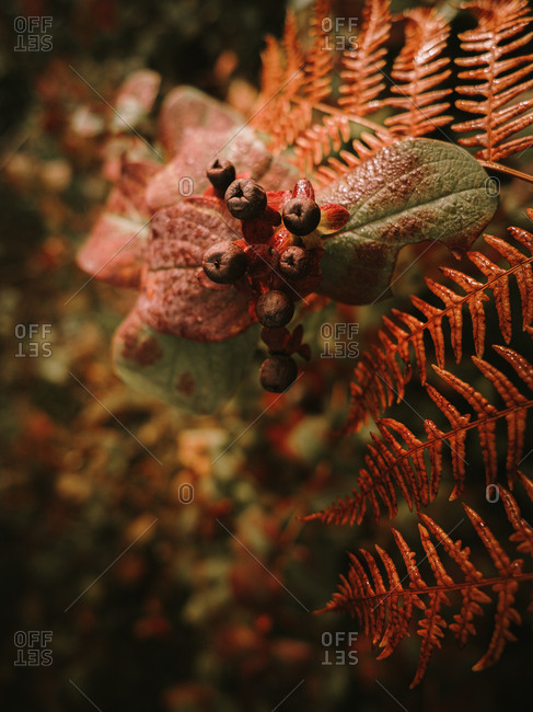 Deadly nightshade toxic black berries on red flower heads above orange fern leaf on blurred background of green and brown bushes leaves in autumn
