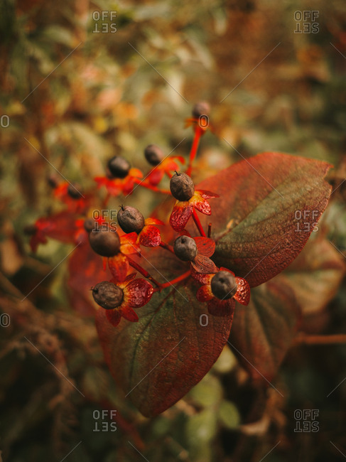 Deadly nightshade toxic black berries on red flower heads above orange fern leaf on blurred background of green and brown bushes leaves in autumn