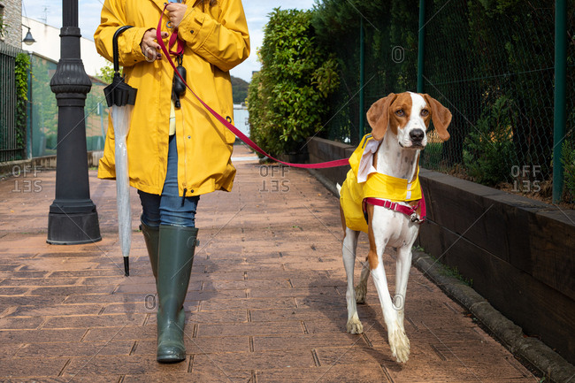 Beagle on sale rain boots