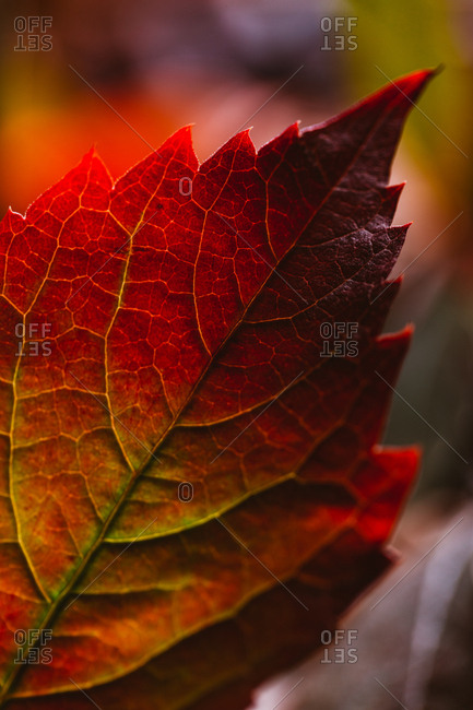 Autumn branch with bright red orange leaves in contrast light and shadow in nature