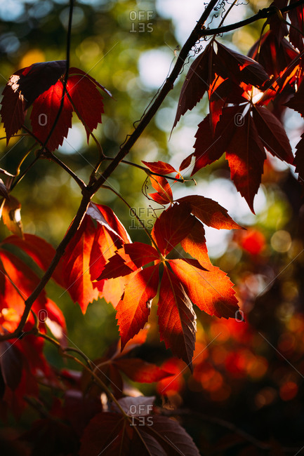 Autumn branch with bright red orange leaves in contrast light and shadow in nature