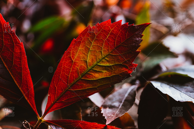 Autumn branch with bright red orange leaves in contrast light and shadow in nature