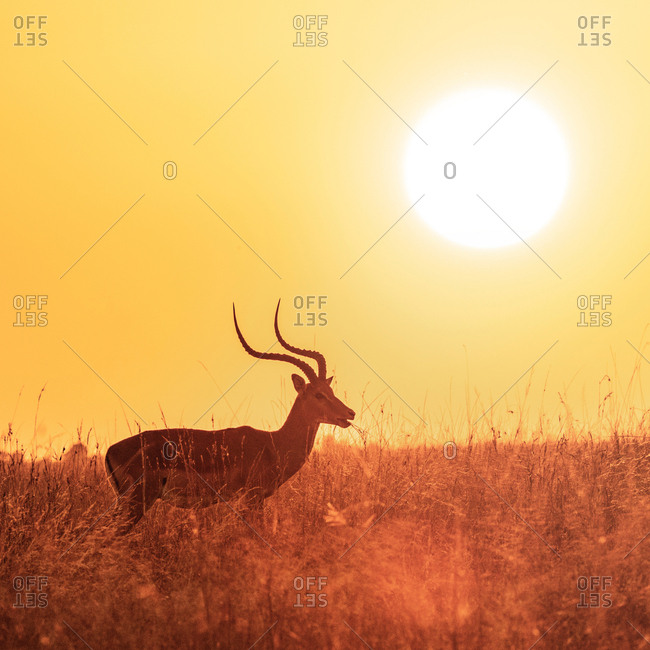 Male impala grazing at sunrise in the lush red-oat grass of the Masai Mara, Kenya.