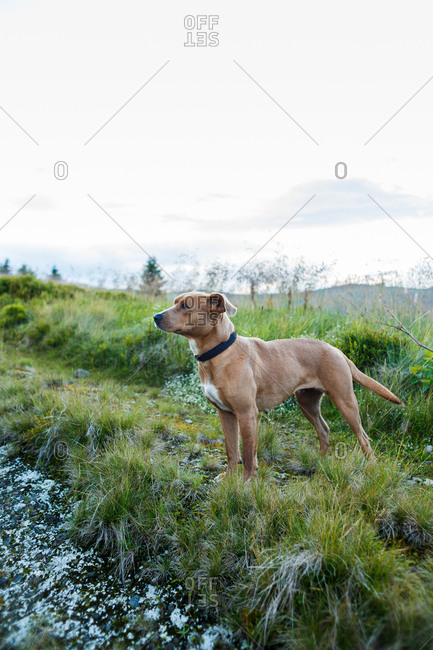 red-haired dog with a black collar on a mountain road among grasses