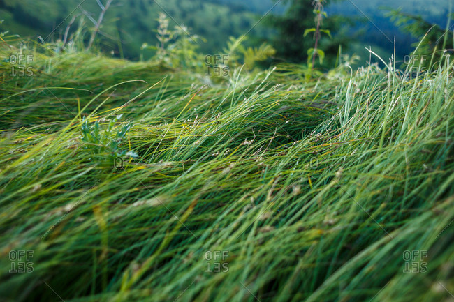 mountain green grasses are sloped by wind and rain