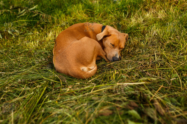 red-haired dog lies on the grass