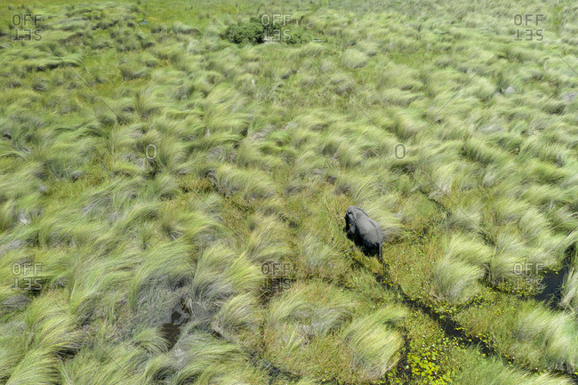 View from the air of an elephant crossing a wetland