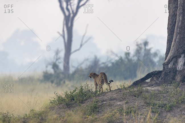 a cheetah watching over the surroundings from a mound of earth