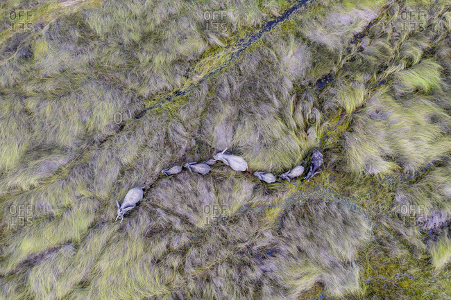 Aerial view of elephants walking in single file in tall grass