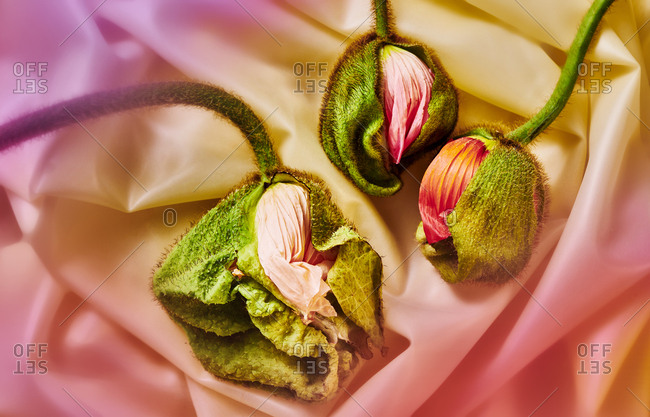 Wilted Flower Eclosions