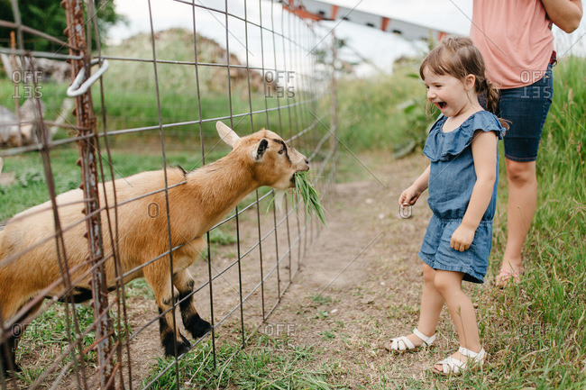 Excited little girl feeding a goat on a farm stock photo - OFFSET Excited little girl feeding a goat on a farm stock photo - OFFSET