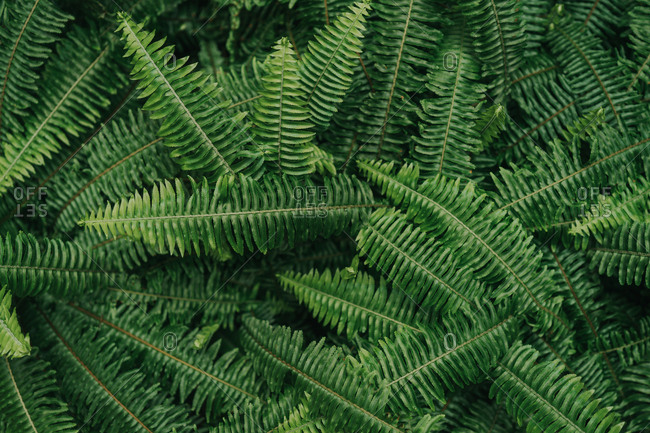 Grouping  of ferns in even light creating excellent background