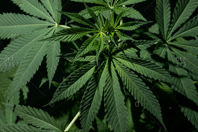 Close up of a green leafy marijuana plant