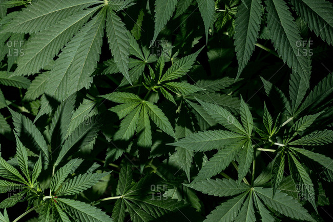Detail of a green leafy marijuana plant