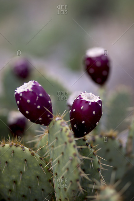 The desert mountains of Sabino Canyon in Tucson are full of flora and fauna.
