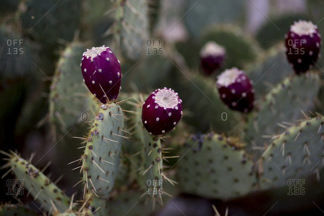 The desert mountains of Sabino Canyon in Tucson are full of flora and fauna.