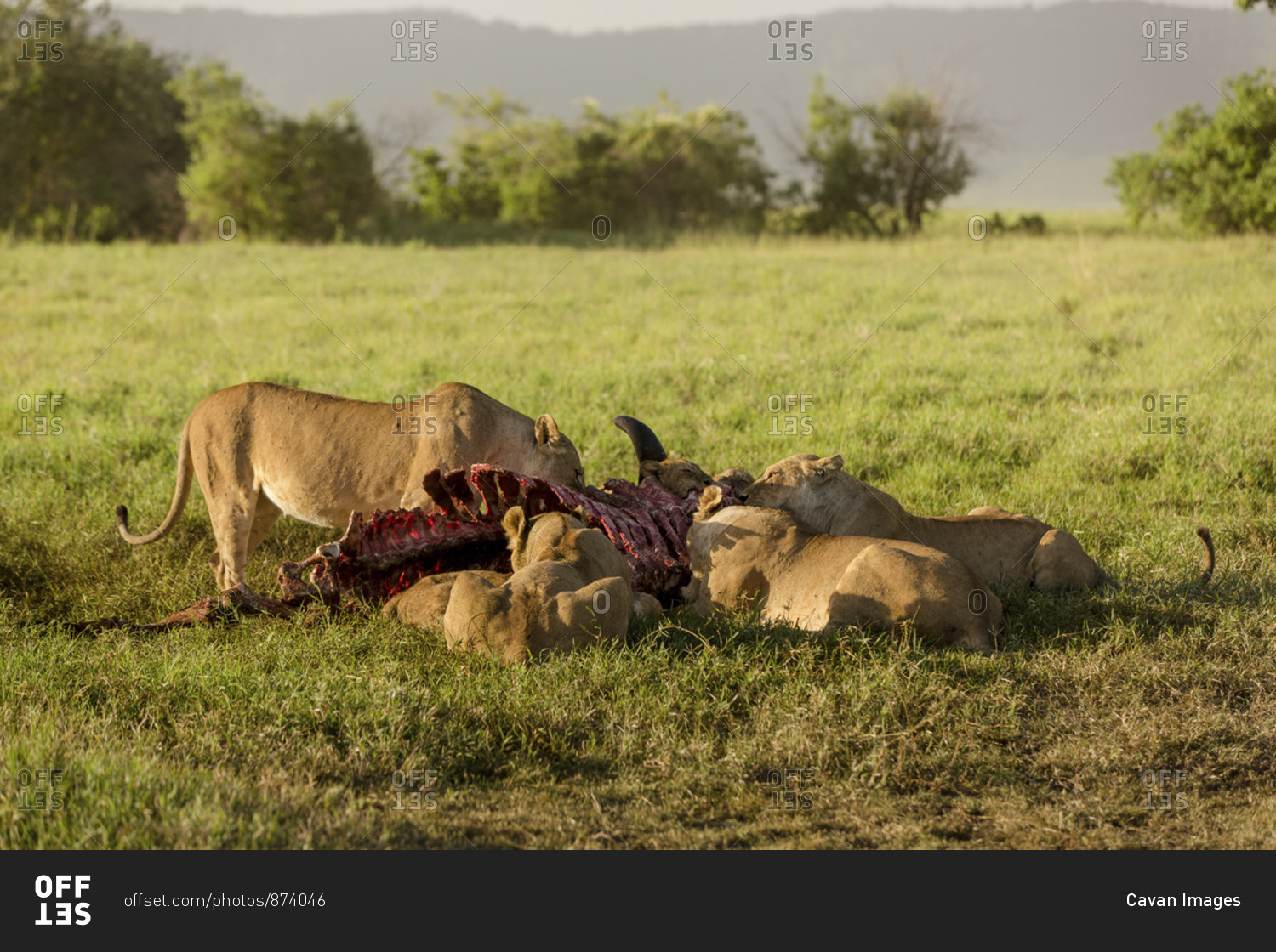 Lioness eating dead animal skeleton while sitting on grassy field at Maasai  Mara National Reserve stock photo - OFFSET