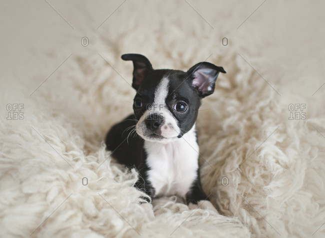 Portrait of puppy sitting on rug