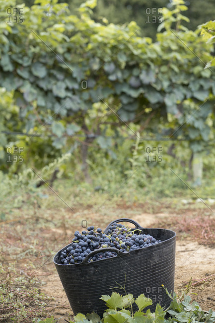 Harvested grapes in harvest basket