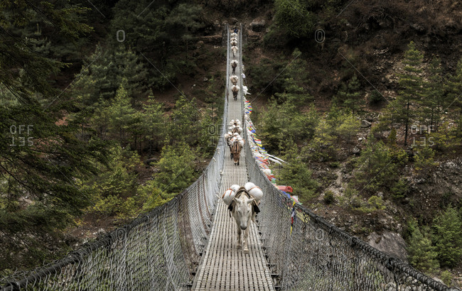 Donkeys carrying provisions on Phakding suspension bridge- Solo Khumbu- Nepal
