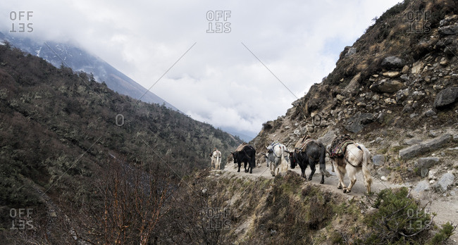 Cattle carrying provisions near Pangboche- Himalayas- Solo Khumbu- Nepal