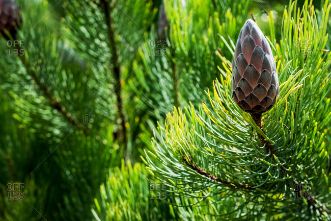 Close up of Small Pine Sugarbush, Protea aristata, with close buds.