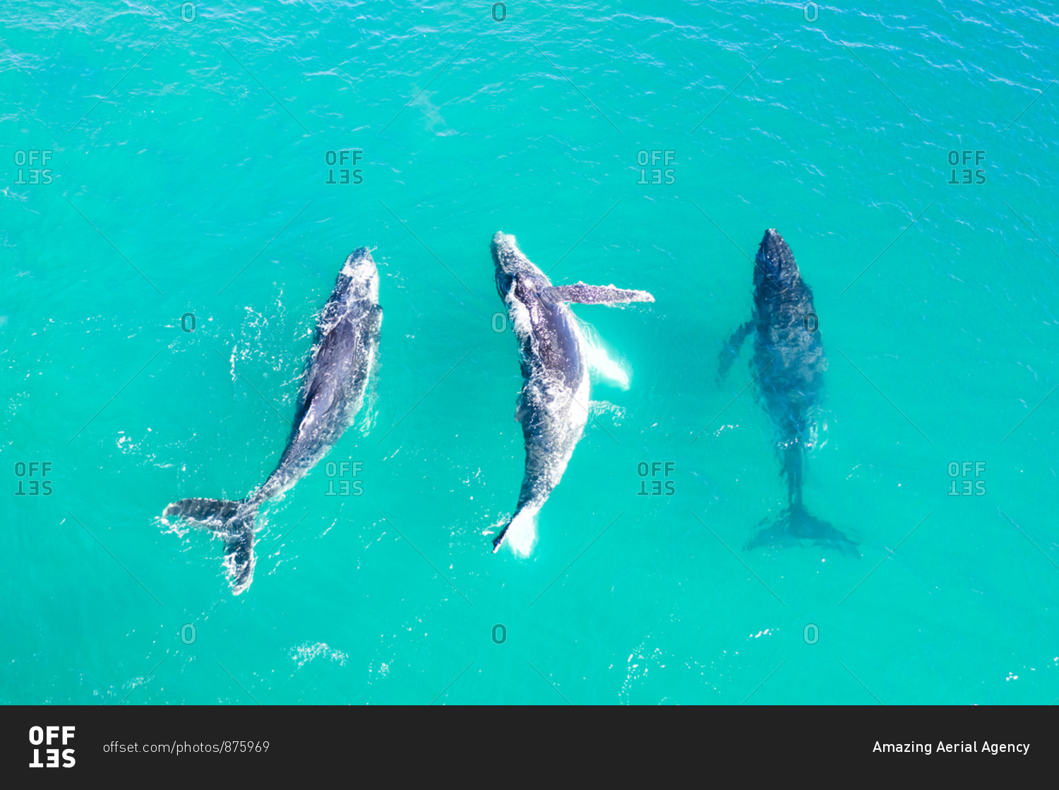 Aerial view of three whales swimming near Noosa, Australia.