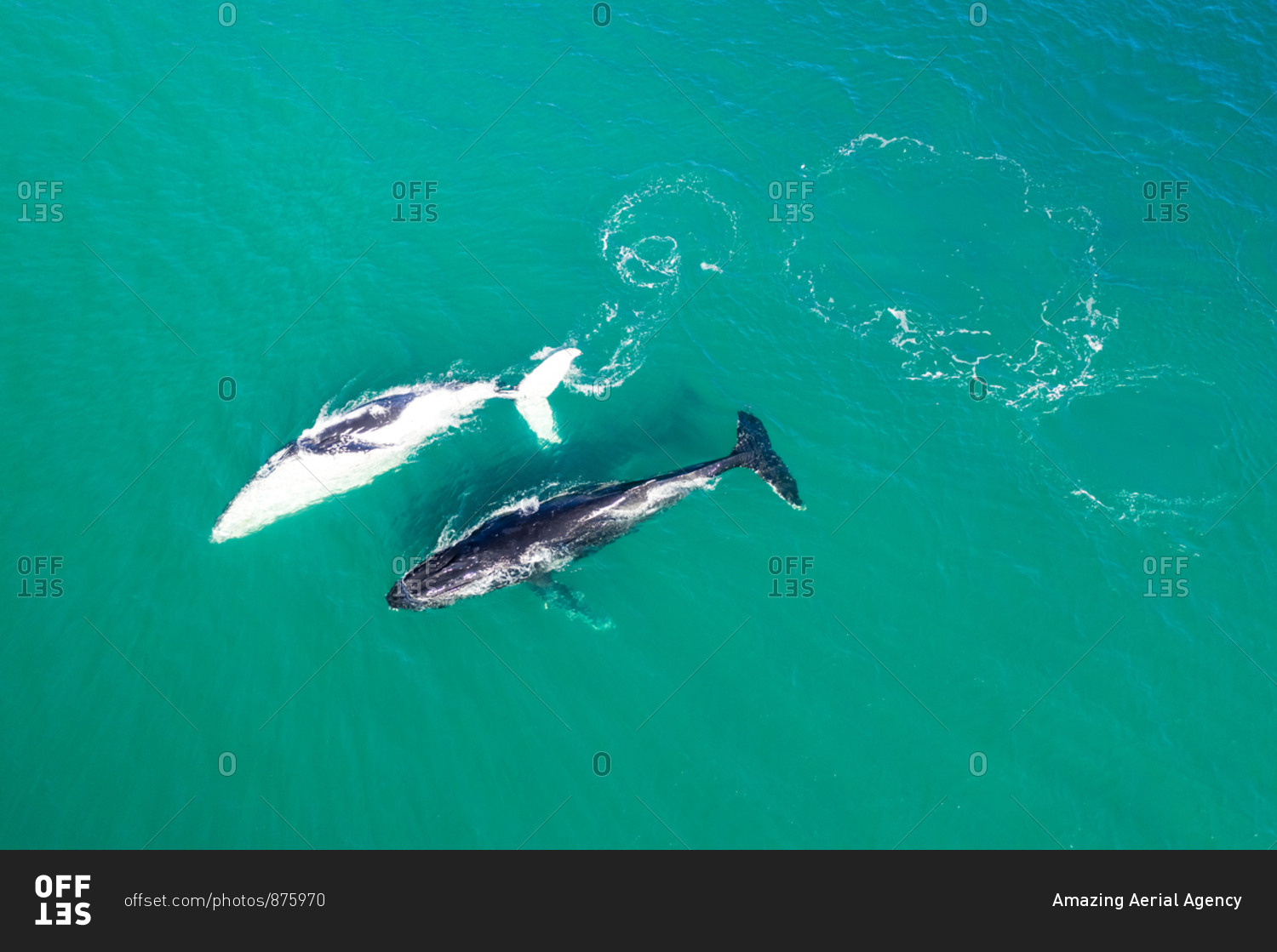 Aerial view of three whales swimming near Noosa, Australia.