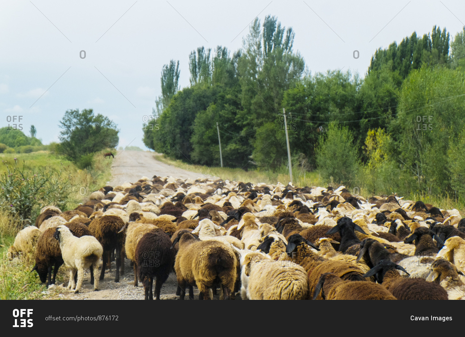 Sheep walking on road against sky