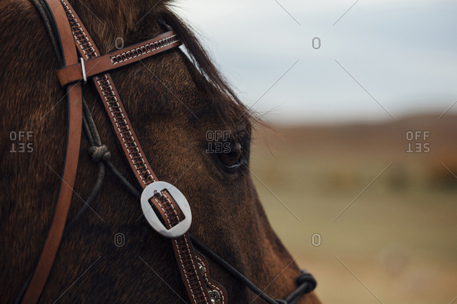 Close-up of brown horse - Offset