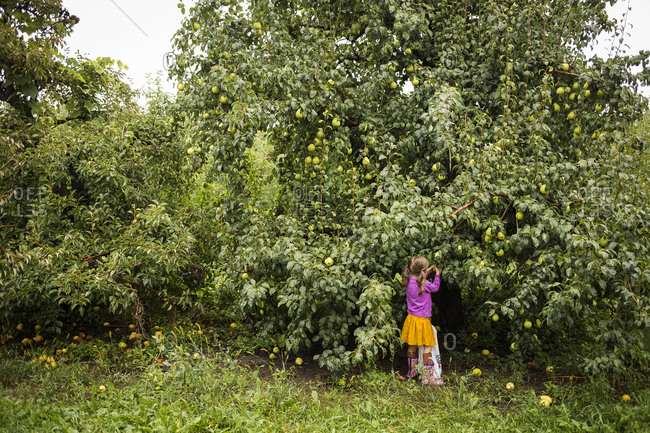 Girl picking pears form tree in farm
