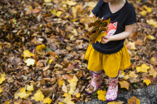 Low section of girl playing with maple leaves while standing on field