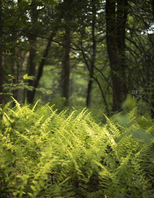Plants and trees growing in forest