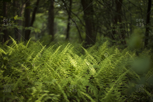 Plants and trees growing in clarence fahnestock state park