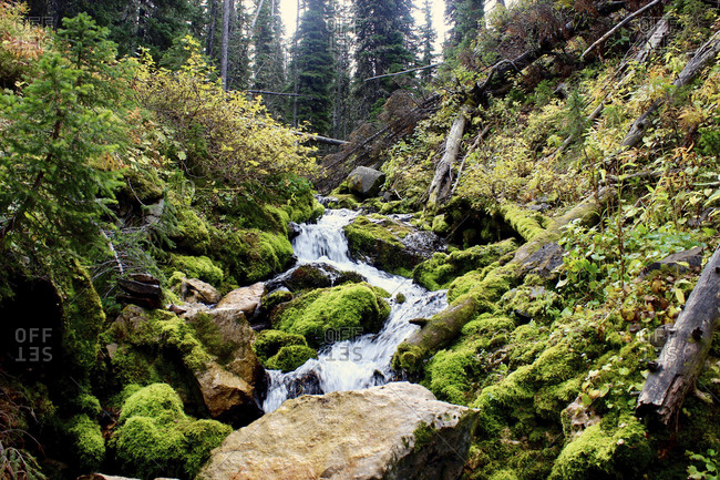 Scenic view of stream flowing through rocks in forest