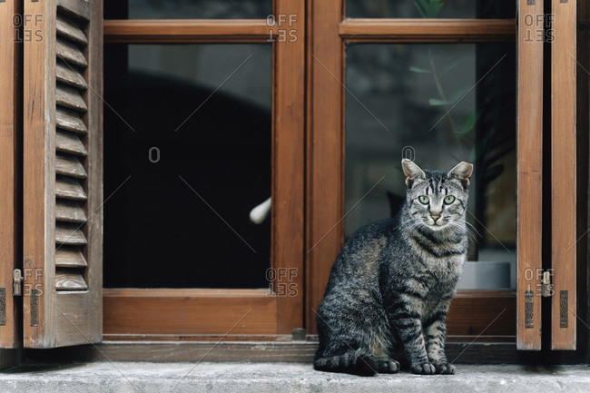 Portrait of tabby cat sitting on window sill