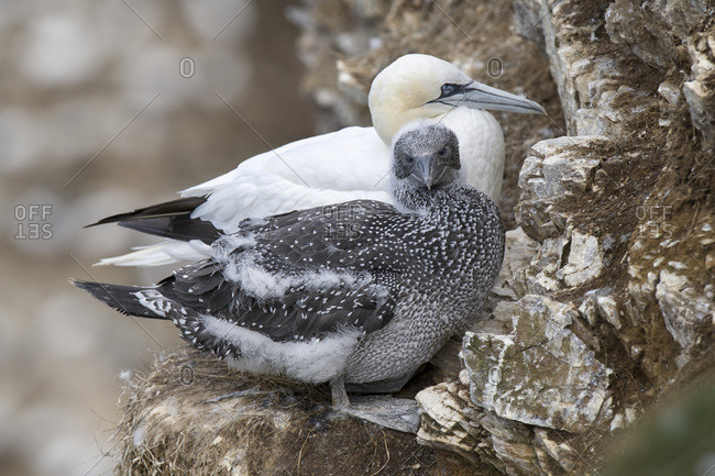 Scotland- Northern gannet with chick