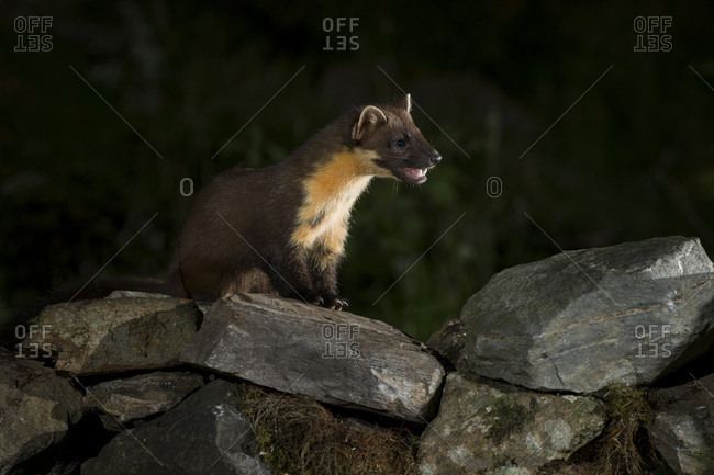 Portrait of pine marten sitting on stones at night