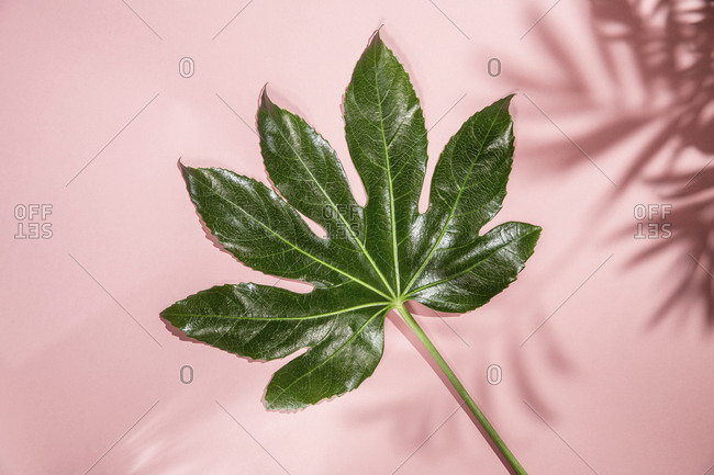 Plant by pink wall