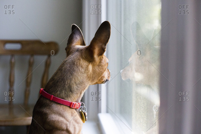 Dog with pet collar looking through window at home