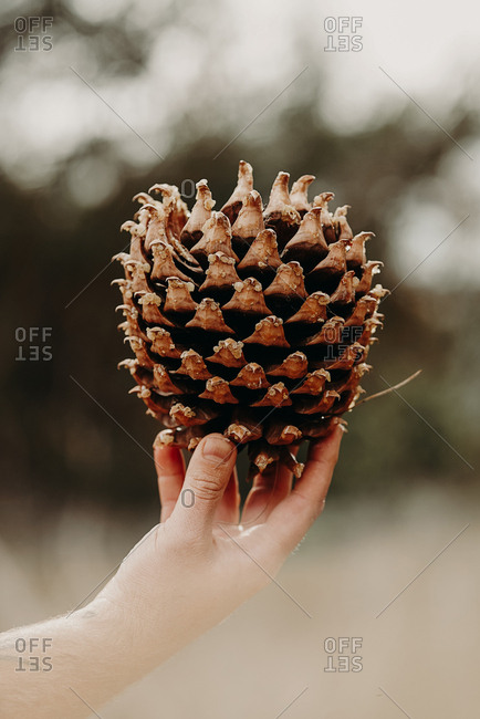 Person holding a large pine cone