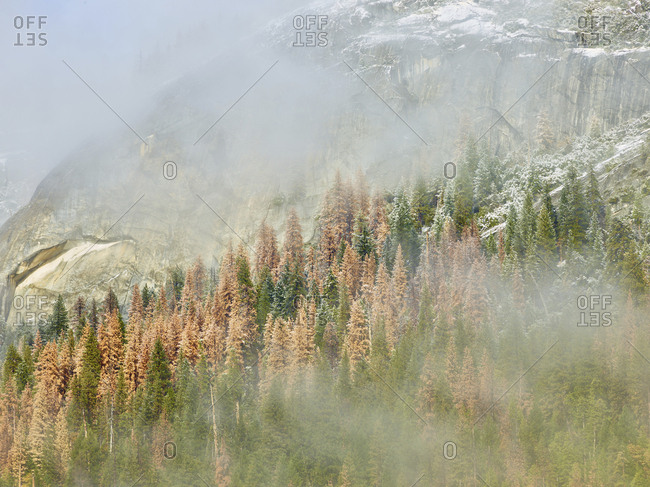 Scenic view of trees and mountains at Yosemite National Park during foggy weather