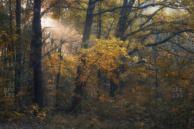 Scenic view of trees in forest during autumn