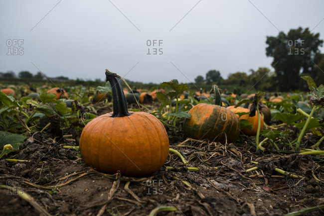 Pumpkins growing on field against cloudy sky
