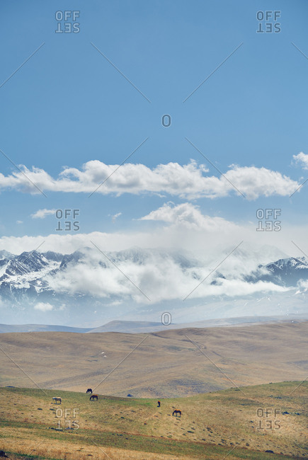 Distant view on the horses grazing in mountain area, Canada