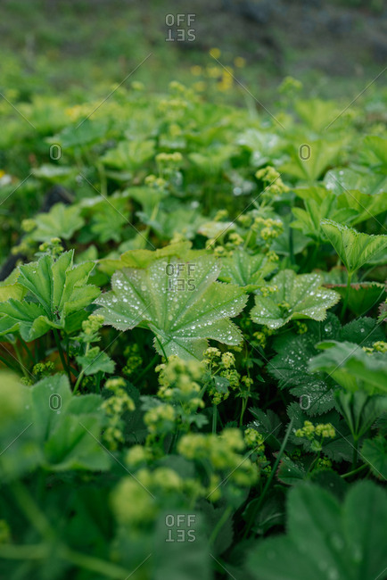 Close up of wet green plants in Iceland