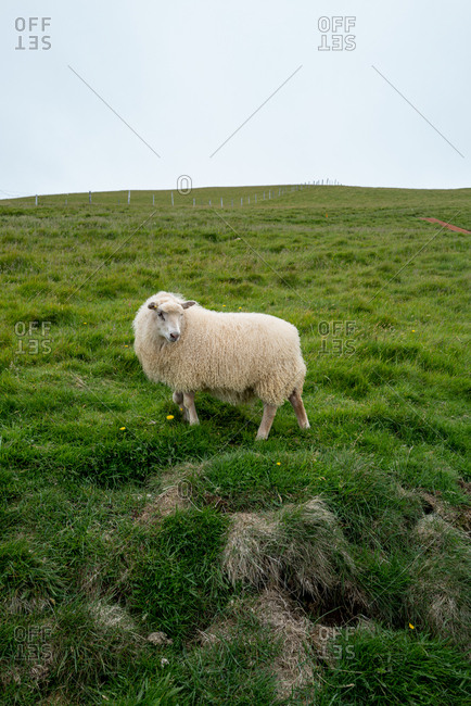 Furry Icelandic sheep grazing on a green hillside