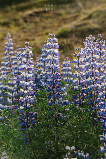 Purple Lupine flowers growing in rural Iceland