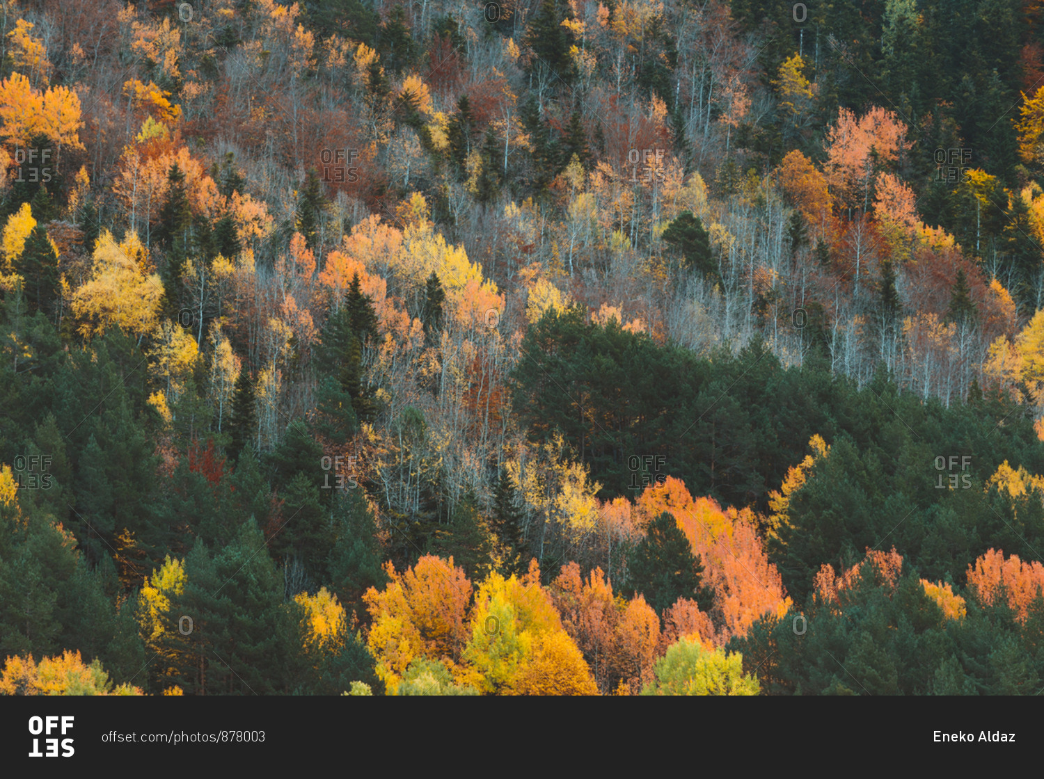 Colorful forest during autumn in Pyrenees, Aran Valley in Spain