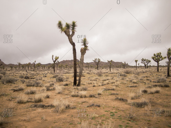 A cluster of Joshua Trees scattered throughout the landscape.